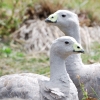 Cape Barren Geese on Maria Island off Tasmania. They wander around the island as if they own it and you can't walk two feet around the settlement on the island without stepping on their poo.
