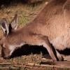 A kangeroo inside Wilpena Pound at the Flinders Ranges National Park.