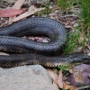 Snake along the Moroka River in Victoria's Alpine National Park. I like snakes. They are cool!