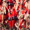 Sturt's Desert Pea or Swainsona formosa. I know this is not an animal but I'm putting it in here anyway.