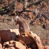 Yellow Footed Rock Wallaby. I was once walking down a gorge in Arkaroola, in South Australia, when a rock wallaby on a crag above me made a startled leap across to a ledge above a cliff face to get away from me. The wallaby missed, slid down the smooth 45 degree cliff face - becoming air borne as he catapulted (upside down) off the cliff's edge. Still at least 20 metres in the air that wallaby hit a young gum tree's canopy and hit every branch on that tree on the way down to the ground. I still feel guilty!