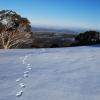 Footprints in the snow on the top of Mt Clear in winter.